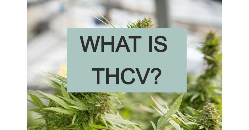 WHAT IS THCV?  